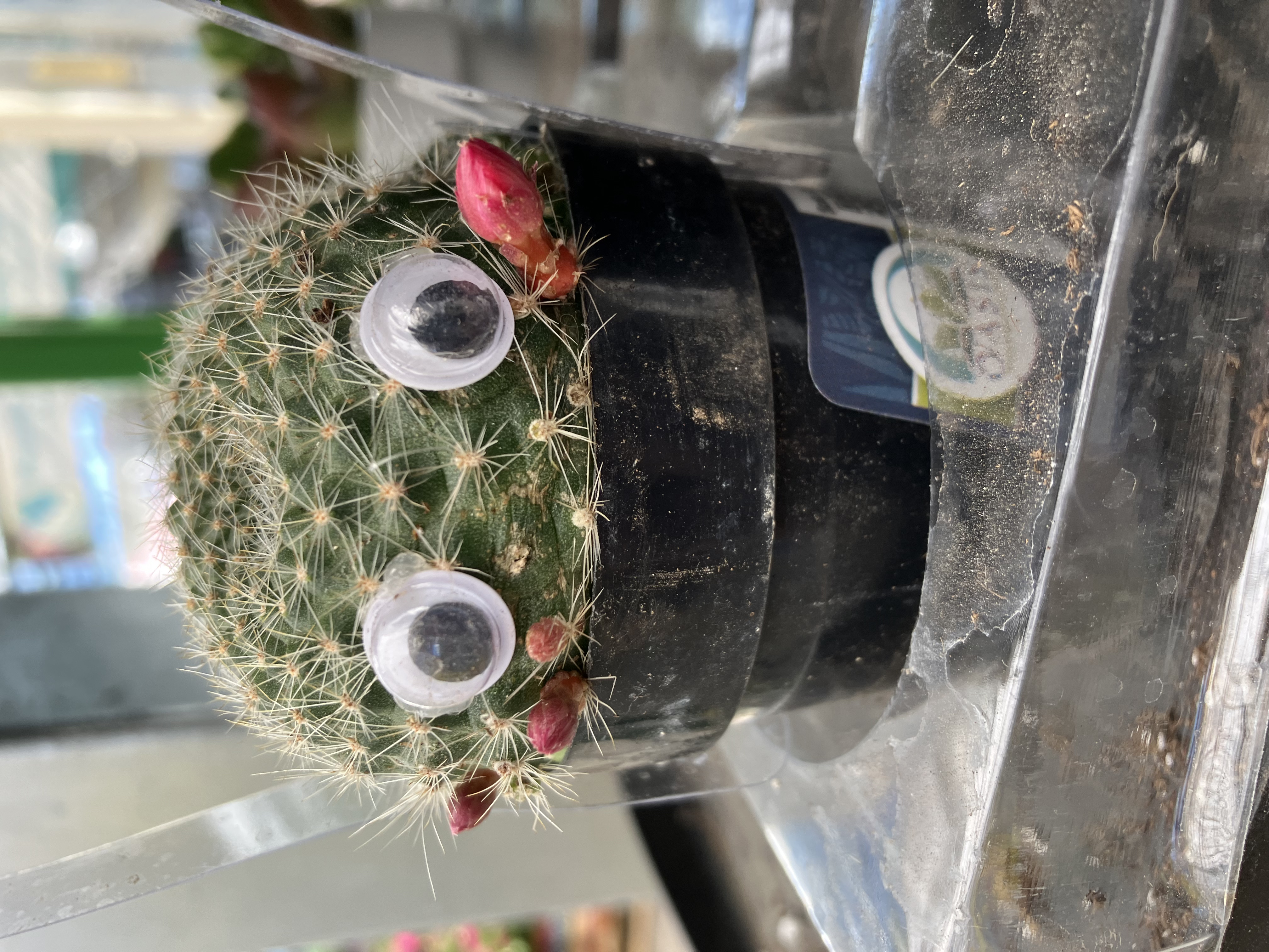 A small round cactus with google eyes.